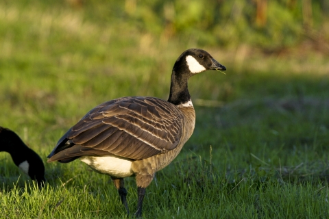 Aleutian canada discount goose delisting